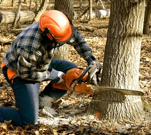 Tree Removal in Hamilton, KS